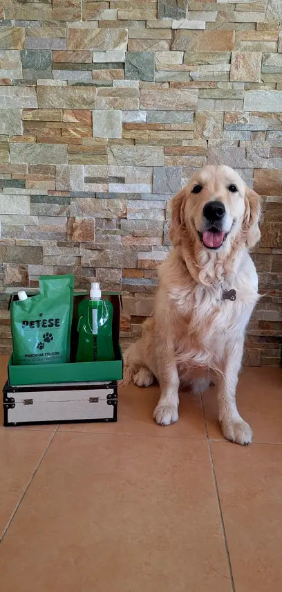@buddy_golden_dog7